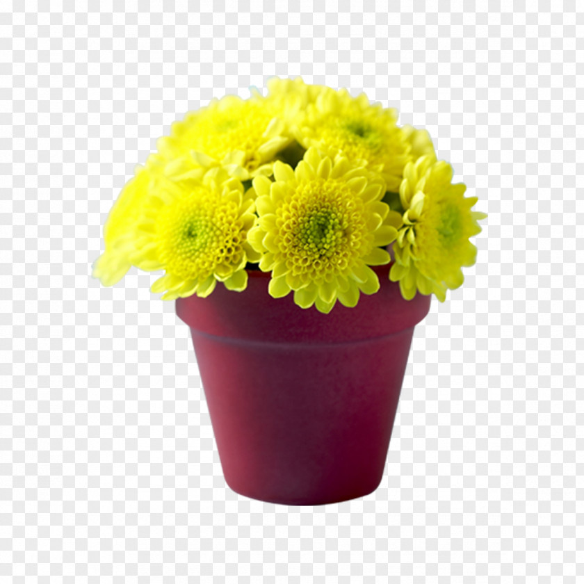 Potted Chrysanthemum Flowerpot Transvaal Daisy Bonsai PNG