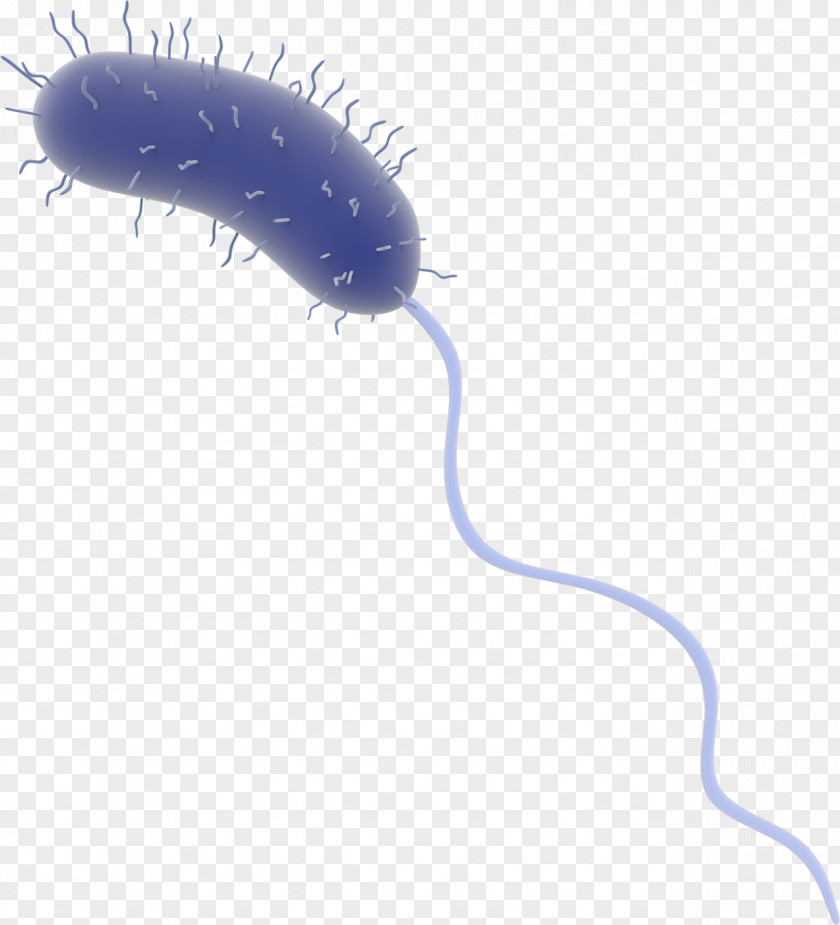 Bacteria Cobalt Blue Insect Purple Violet PNG