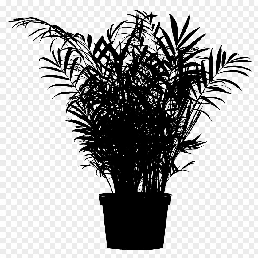 Chamaedorea Elegans Plants Palm Trees Houseplant Design PNG