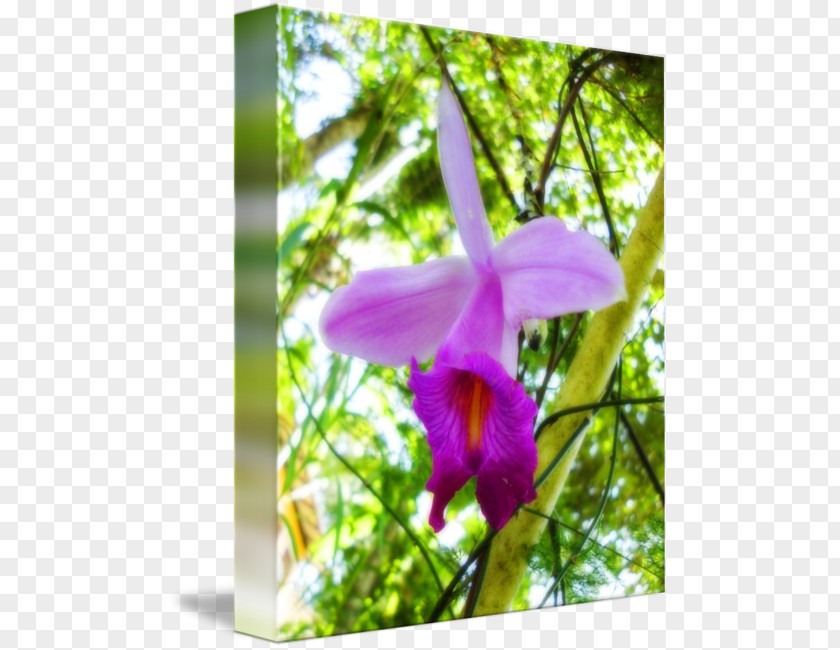Orchid Flower Dendrobium Cattleya Orchids Moth Wildflower PNG