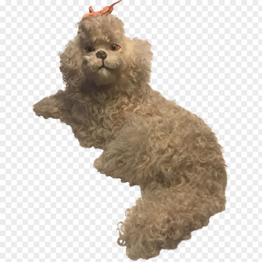 Poodle Miniature Dog Breed Water Canidae PNG