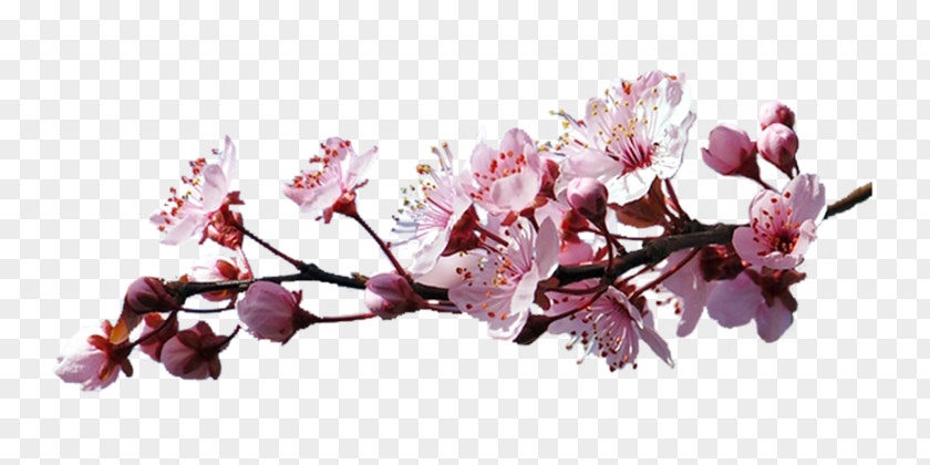 Sakura Branch Cerasus Cherry Blossom Clip Art PNG