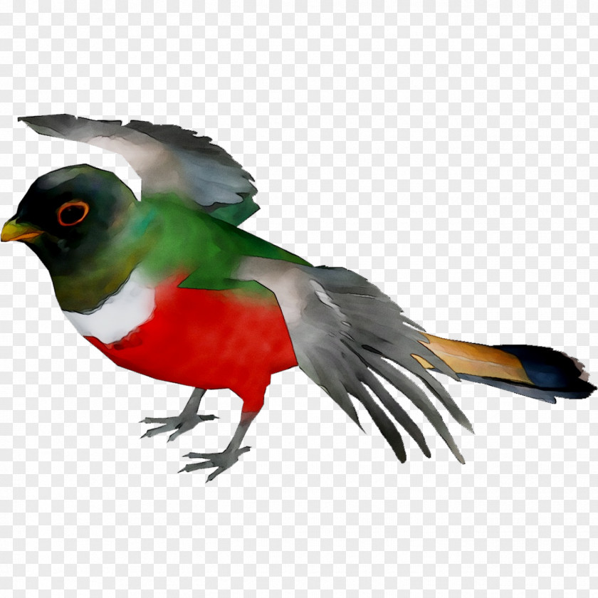 Beak Fauna Feather Cuckoos PNG