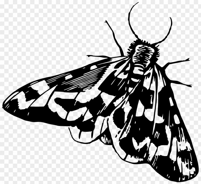 Butterfly Moth Insect Galleria Mellonella Clip Art PNG