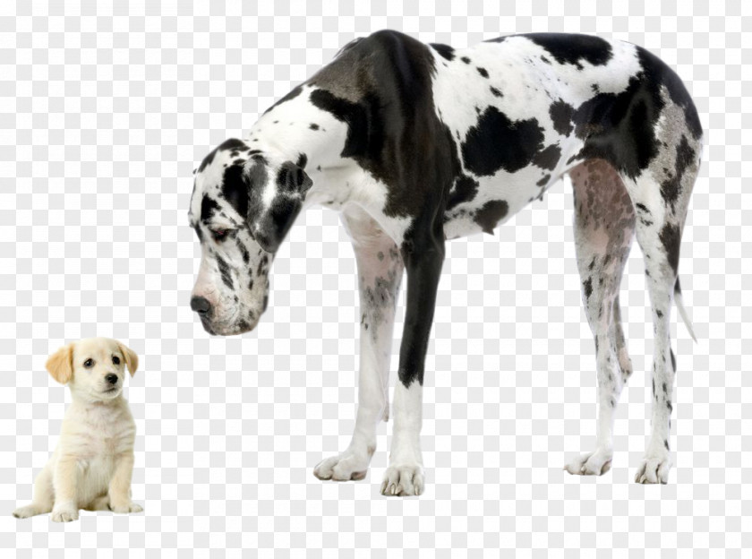 Cat Great Dane Chihuahua Labrador Retriever Dog Breed PNG