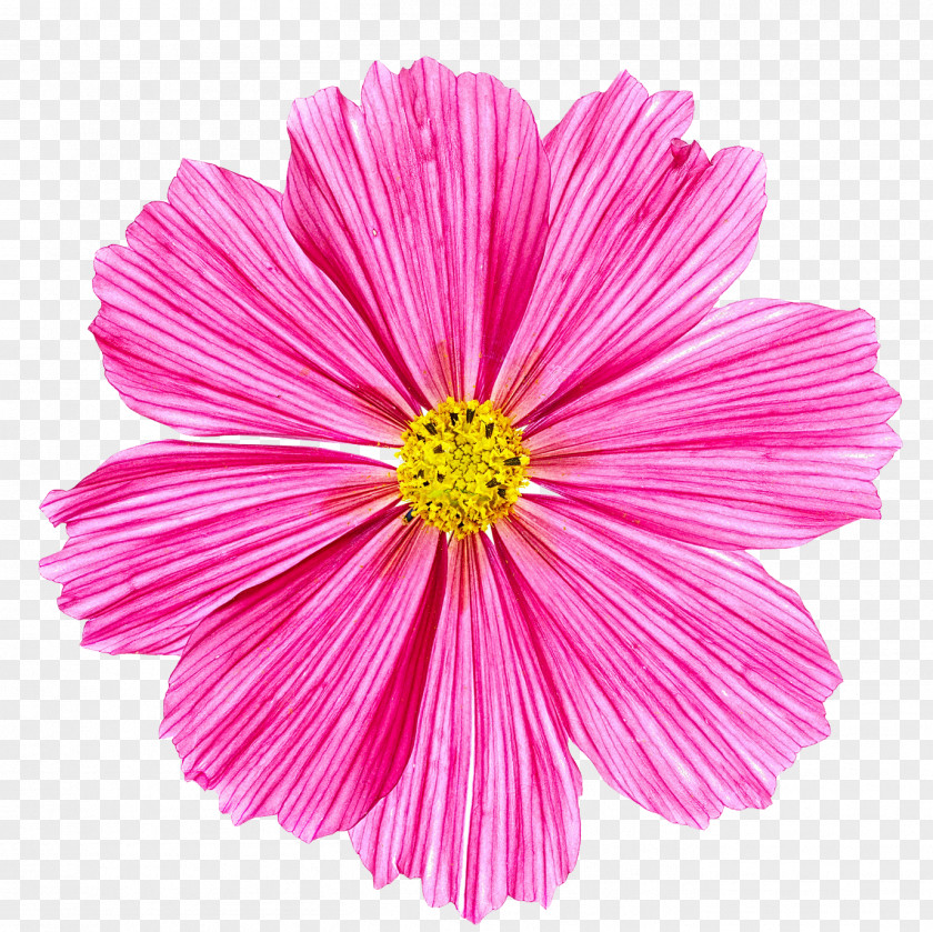 Flower Stock Photography Pink White PNG