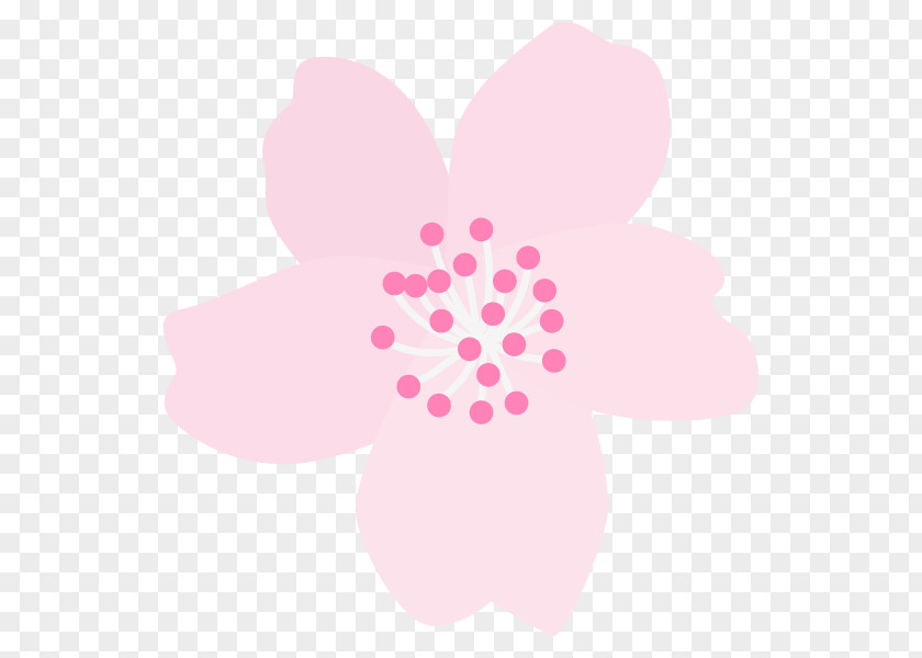 Illustration Cherry Blossom Graphics Image Text PNG