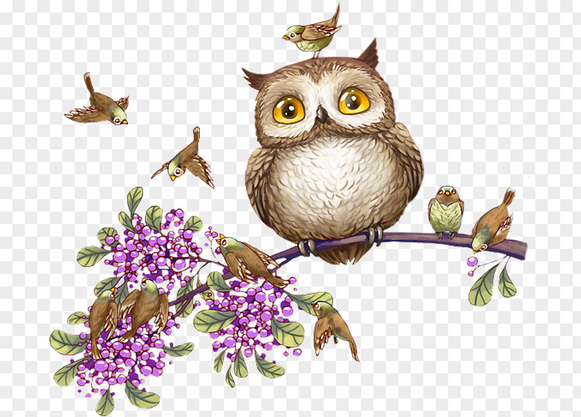 Owl Bird Clip Art PNG