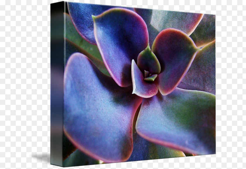Succulent Border Painting Color Work Of Art Canvas Print PNG