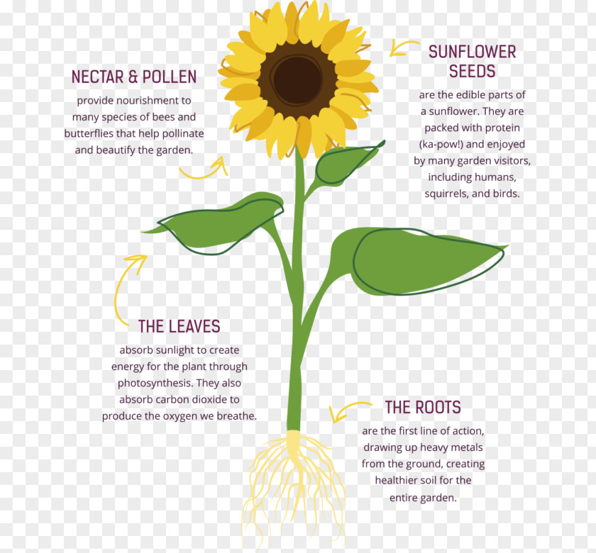 Sunflower Garden Common Seed Cut Flowers PNG
