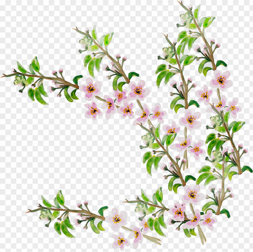 Twig Cherry Blossom Flowering Plant ST.AU.150 MIN.V.UNC.NR AD Cherries PNG