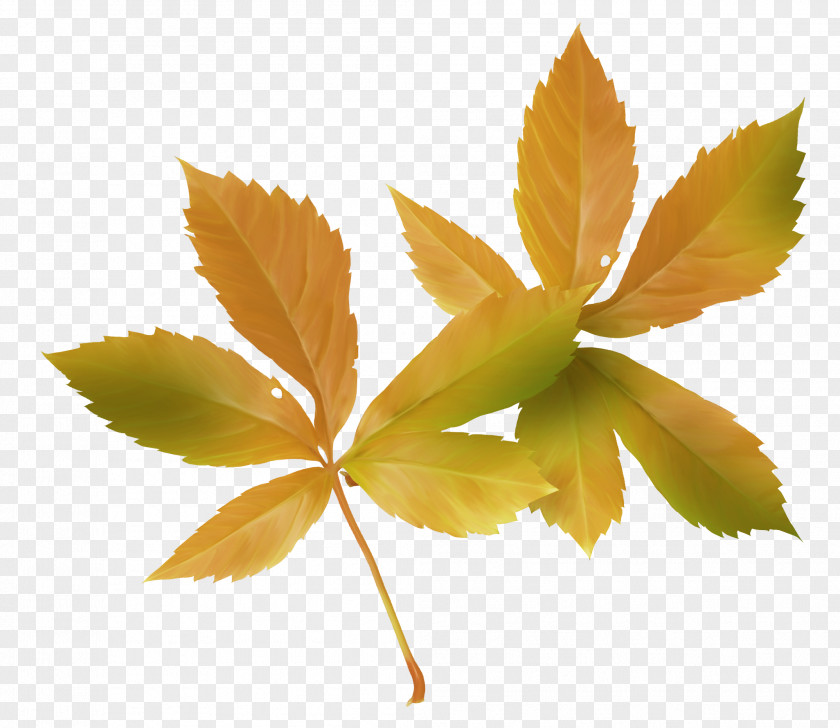 Autumn Leaves Maple Leaf PNG