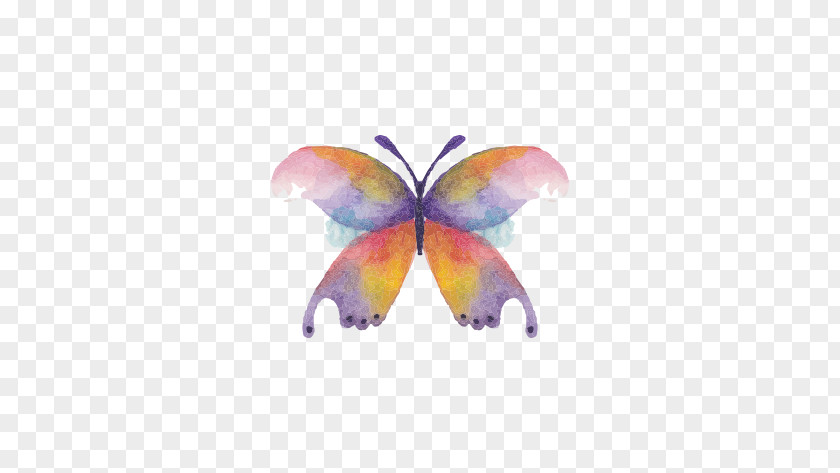 Butterfly Watercolor Painting Drawing PNG