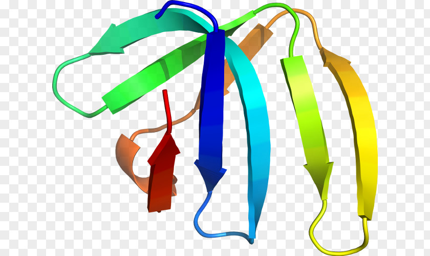 Design Clothing Accessories Clip Art PNG