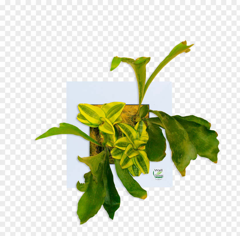 Leaf Java Herb Wallflower Plant Stem PNG