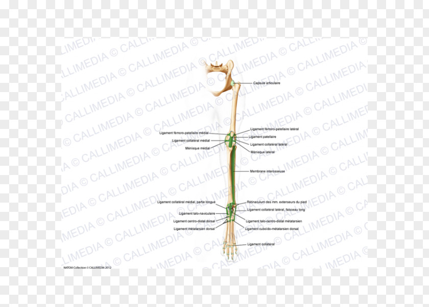 Line Plant Stem Diagram Grasses PNG