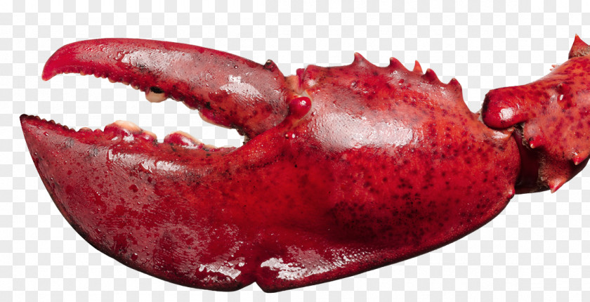 Lobster Shrimp Seafood Palinurus Elephas PNG