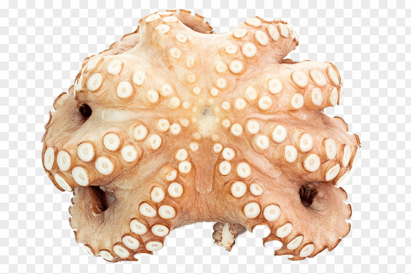 The Milk Fish Octopus Cephalopod PNG