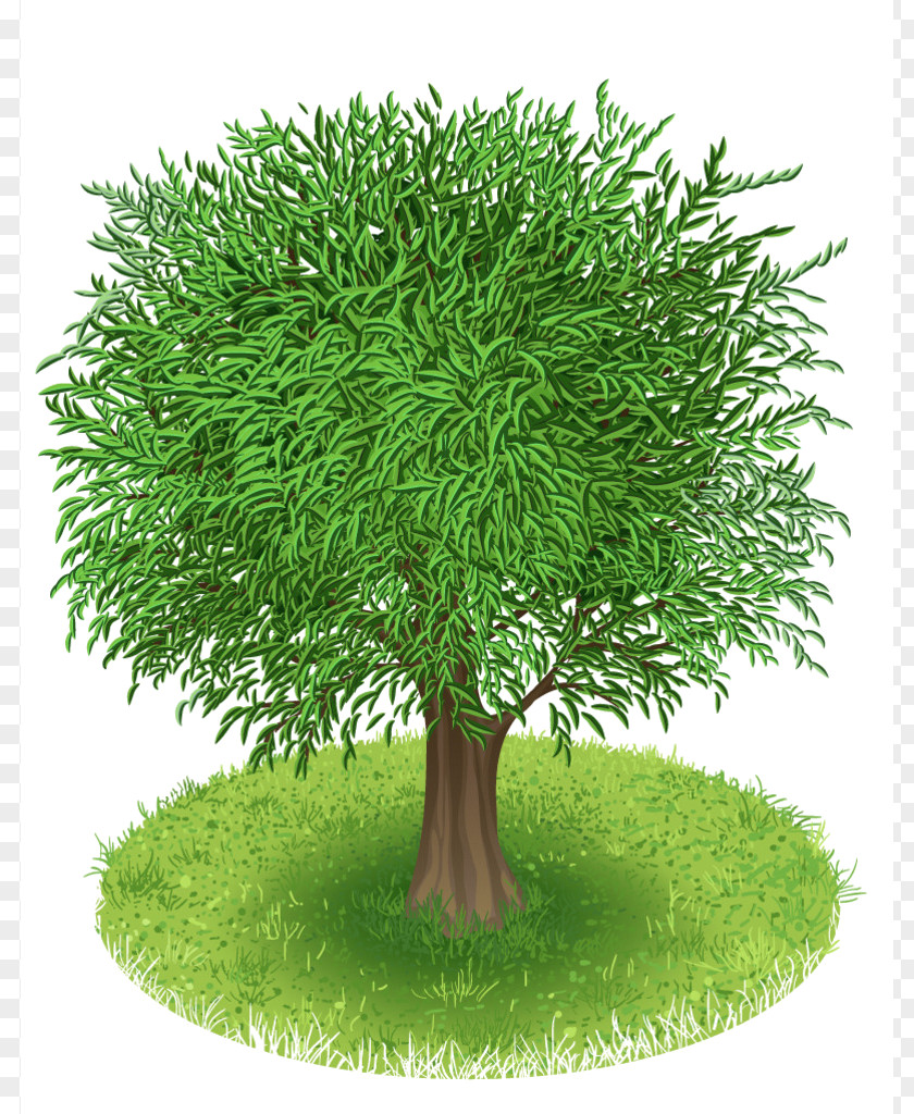 Tree Green Clip Art PNG