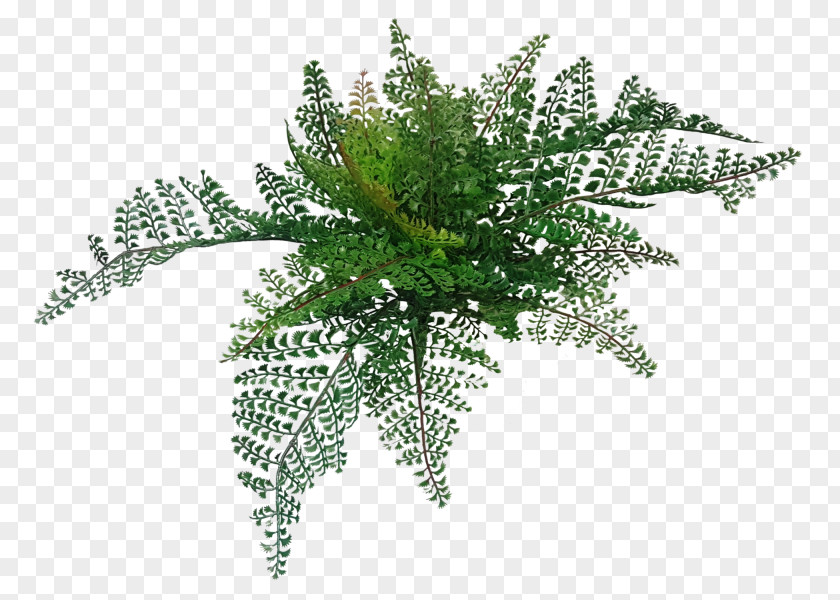 Wood Fern 適材適所 Artificial Flower Silk PNG