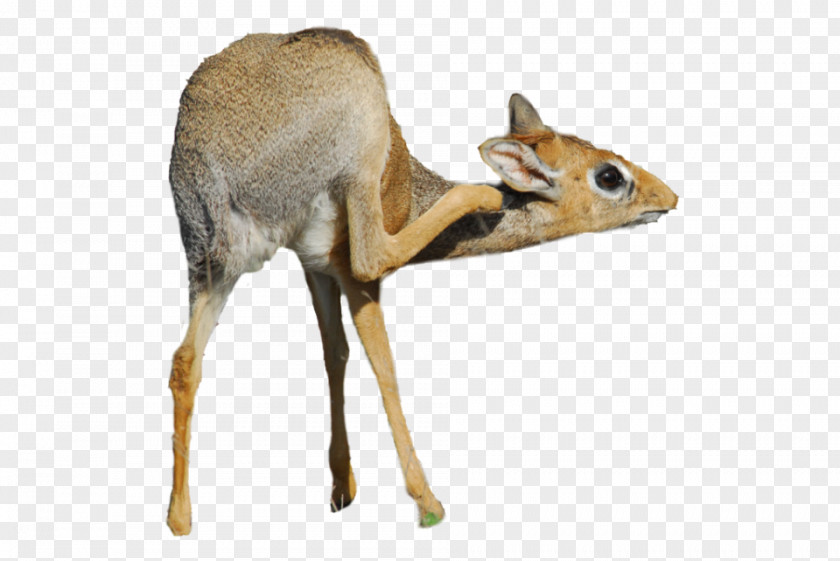 Antelope Dik-dik White-tailed Deer Animal PNG