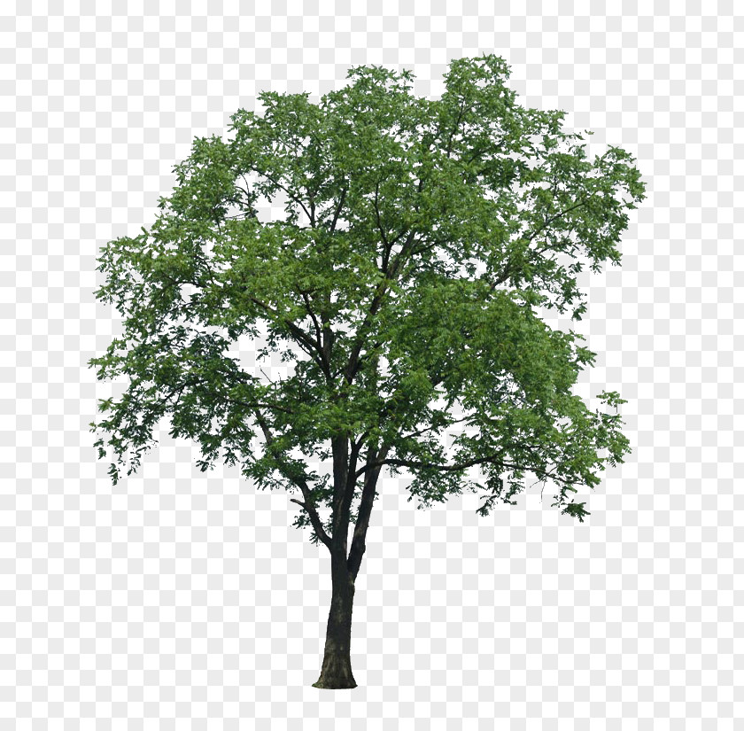 Arbol Populus Nigra Tree Architecture PNG