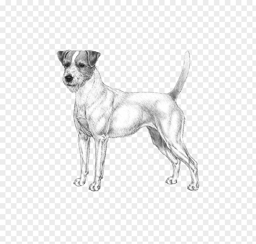 Dog Breed Companion Paw PNG