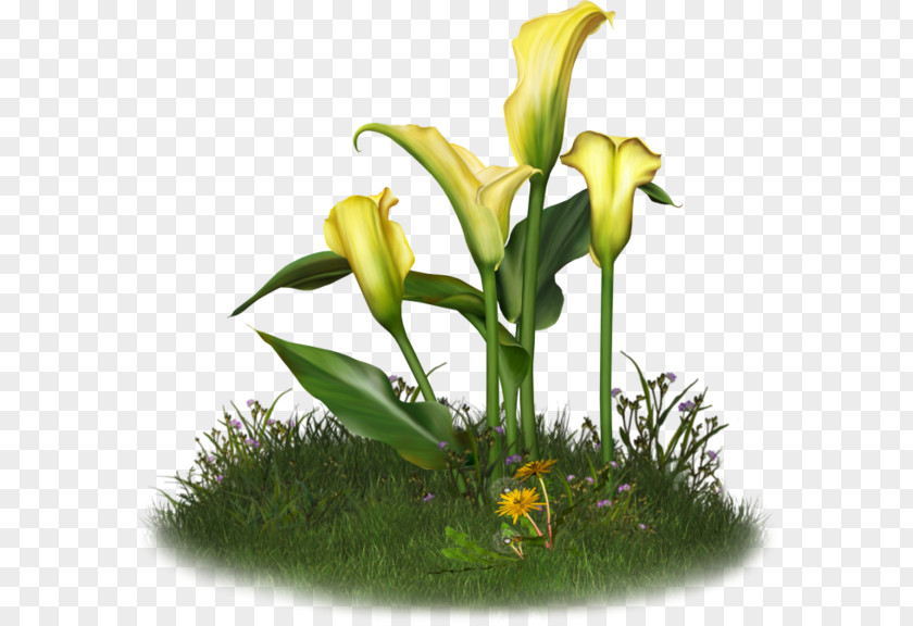 Hand Painted Calla Lily Floral Design Flower Arum-lily Lilium PNG