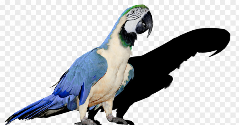 Mosaico Parrot Bird Budgerigar Cockatiel Parakeet PNG