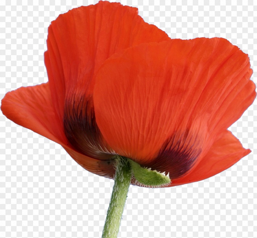 Poppy Flowering Plant Blume PNG