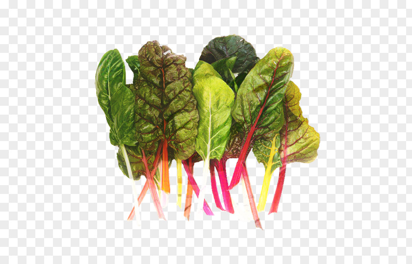 Spinach Beet Spring Flower PNG