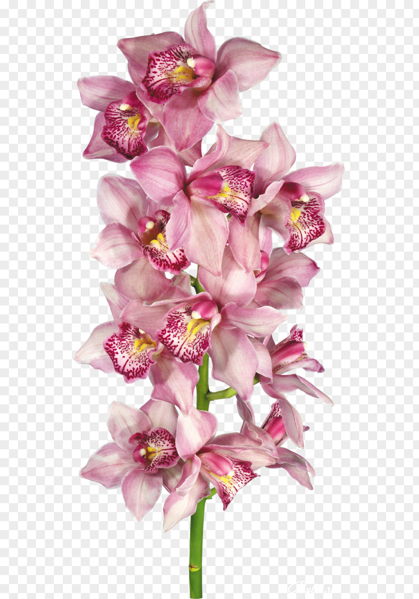 Flower Orchids Clip Art PNG