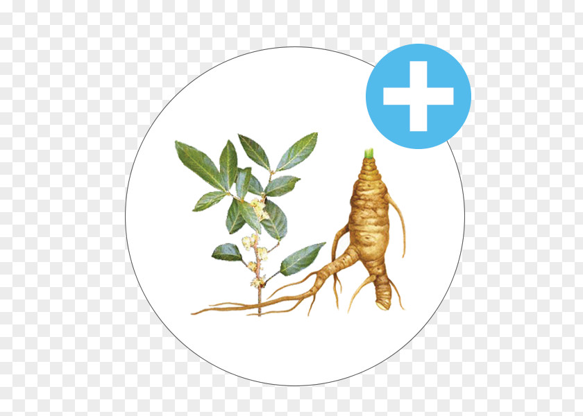 Insect Saw Palmetto Extract Transdermal Patch Cream Pollinator PNG