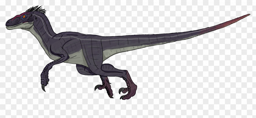 Jurassic Park Velociraptor Deinonychus Drawing Dinosaur PNG