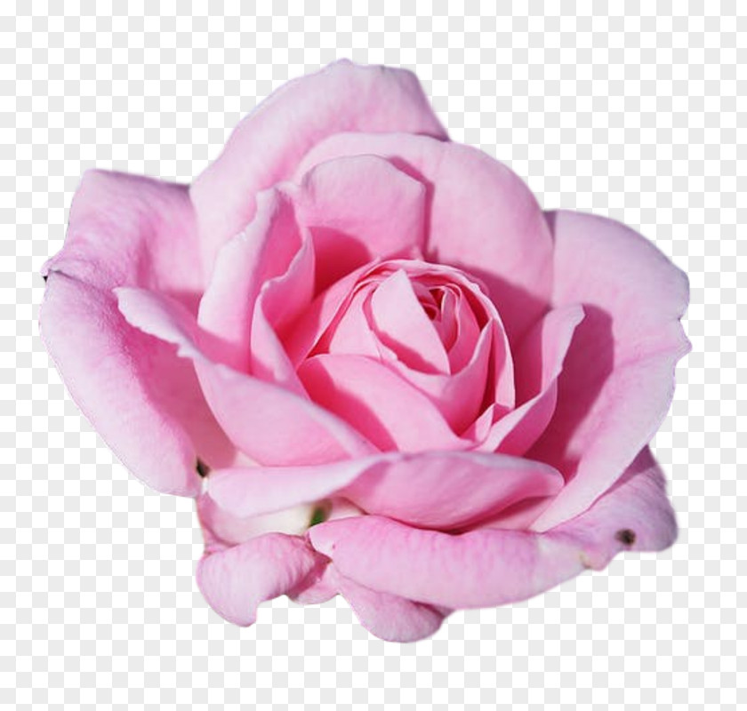 Rose Pink Flowers Petal PNG