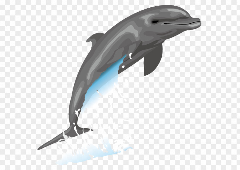 Vector Dolphins Dolphin Free Content Drawing Clip Art PNG