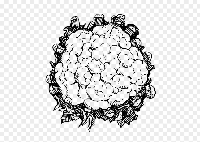 Cauliflower Line Art Clip PNG