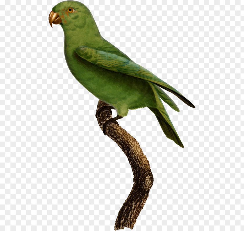 Feather Lovebird Finches Macaw Parakeet Beak PNG