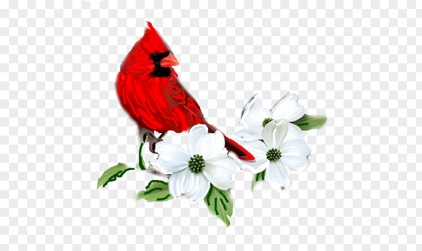 Flower Flowering Dogwood Vector Graphics Red Osier Illustration PNG