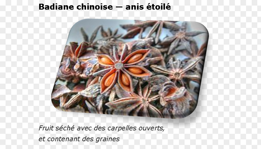 Illicium Verum Spice Star Anise Auglis Plant PNG