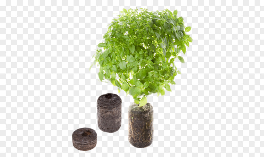 Kitchen Garden Herb Flowerpot Oregano PNG