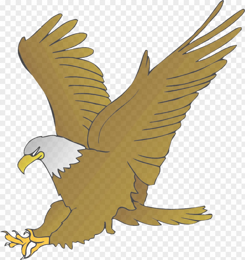 Kite Beak Bird Eagle Of Prey Golden Accipitridae PNG