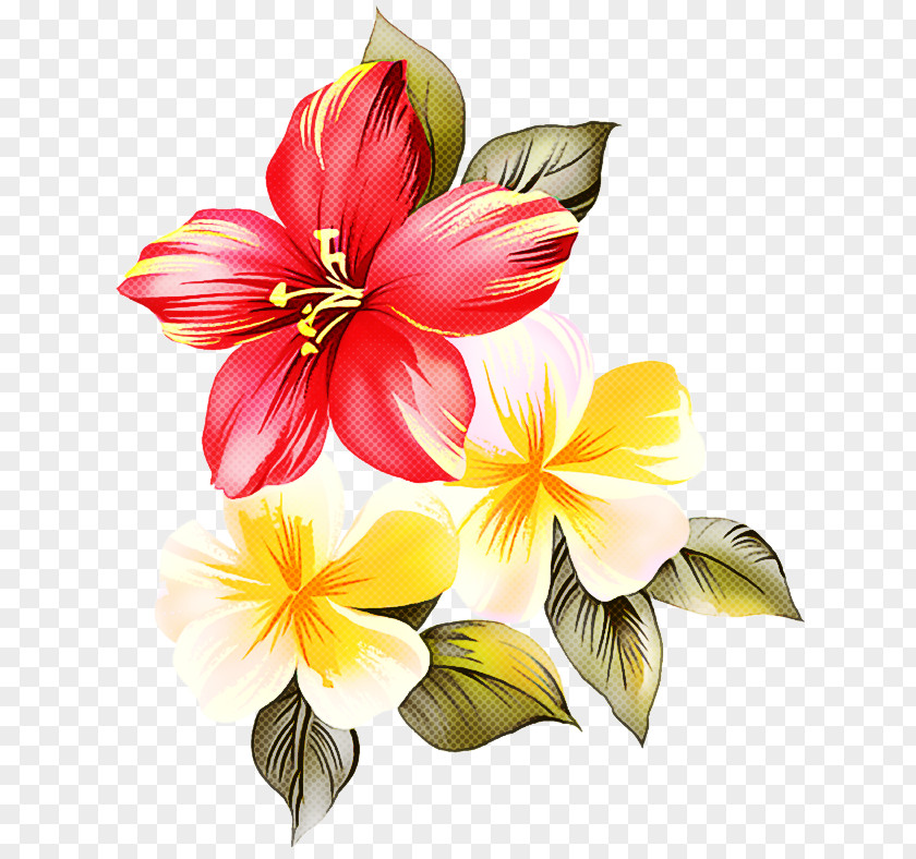 Lily Frangipani Flower Petal Plant Yellow Hawaiian Hibiscus PNG