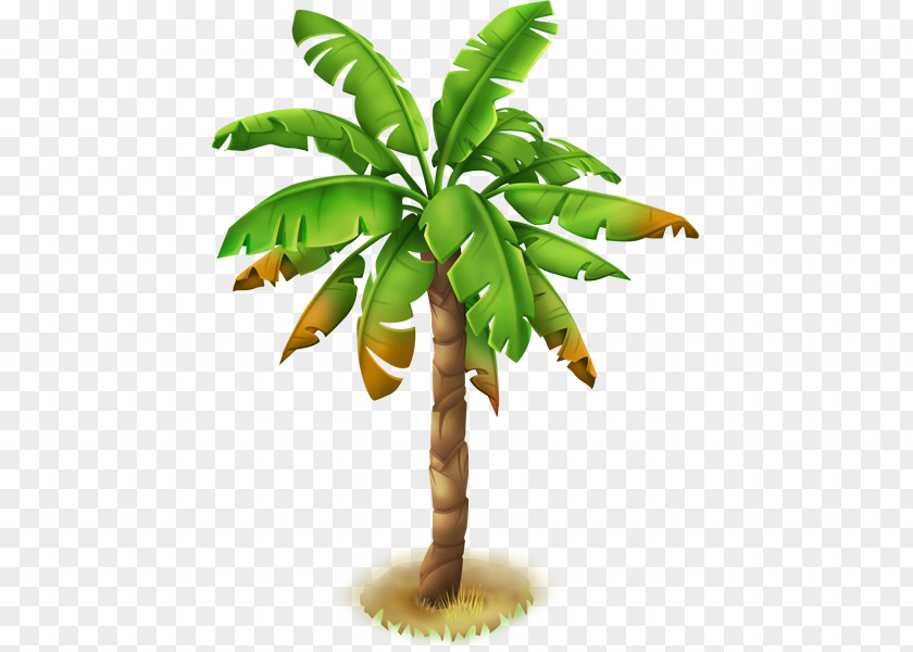 Palm Leaf Ceroxyloideae Tree Calamoideae Coryphoideae PNG