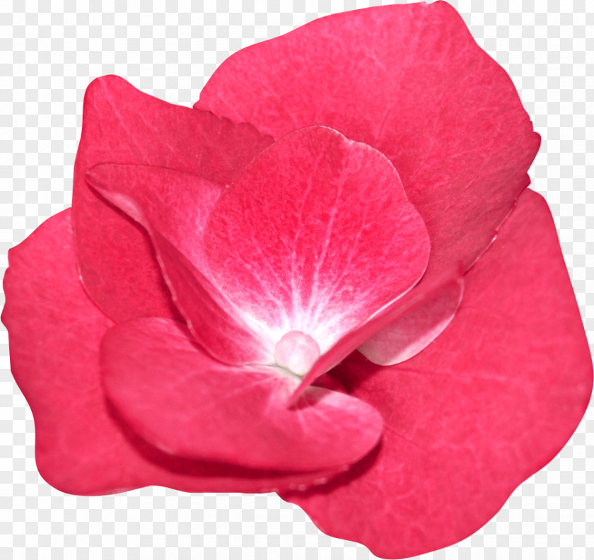 Rose Garden Roses Petal Close-up PNG