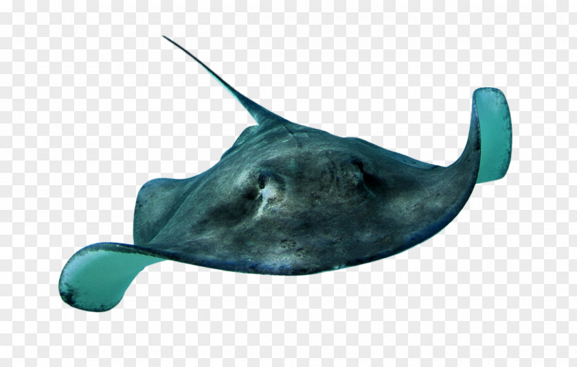 Sea Life Myliobatoidei Fish Animal Clip Art PNG
