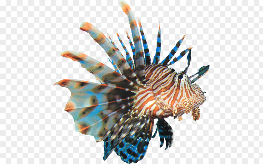 Coral Sea Reef Fish Red Lionfish Clip Art PNG