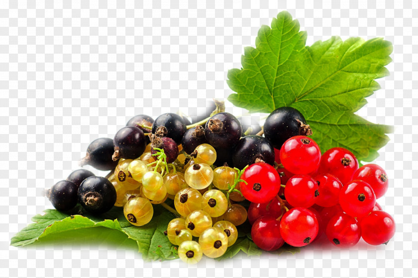 Grape Blackcurrant Redcurrant Berry Zante Currant White PNG