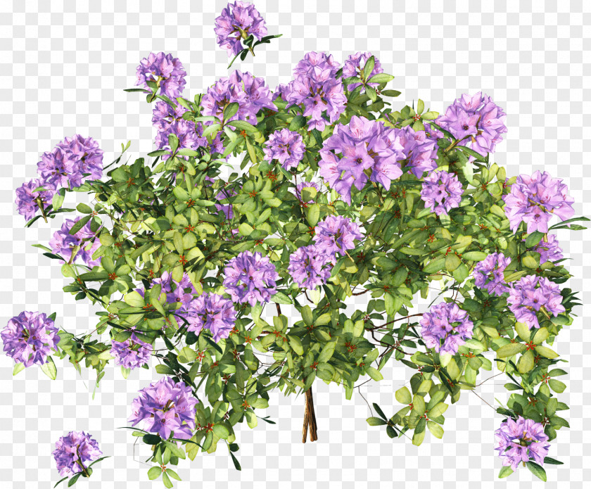Subshrub Flowering Plant Groundcover Annual PNG