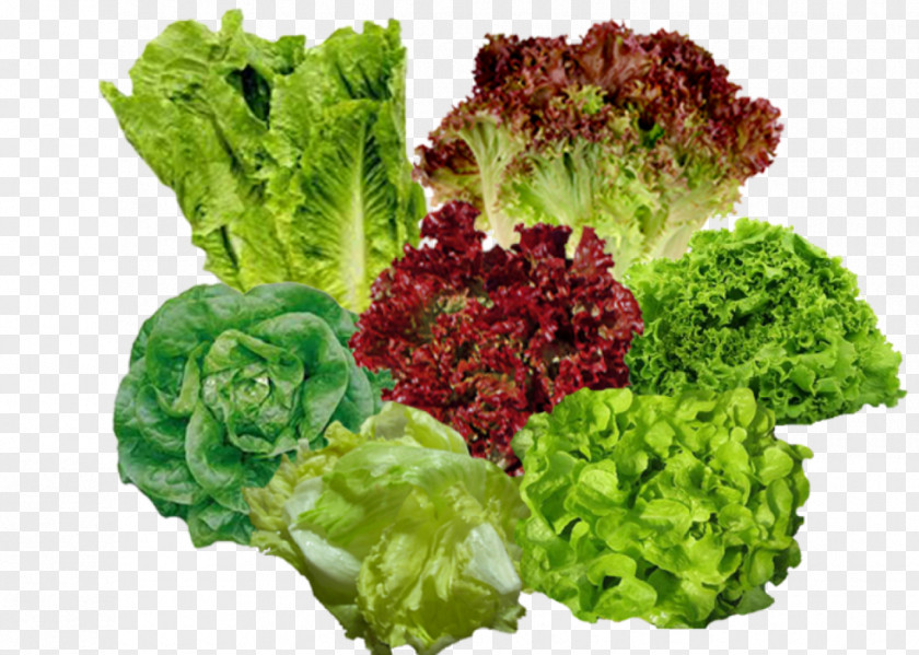 Vegetable Lettuce Salade Composée Food PNG